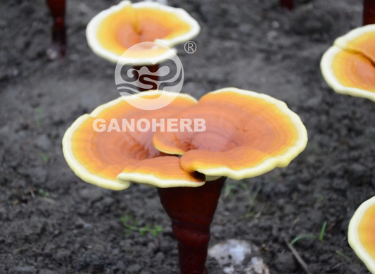 GANODERMA LUCIDUM IS BITTER BUT WHY IS GANODERMA LUCIDUM SPORE POWDER NOT BITTER