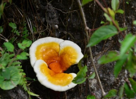 EXPLORATION OF GANOHERB REISHI PRODUCTION BASE