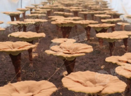 GANOHERB GANODERMA LUCIDUM PLANTATION