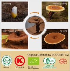 Reishi Mushroom Capsules and Reishi Mushroom Spore Oil