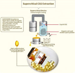 Reishi Mushroom Capsules and Reishi Mushroom Spore Oil